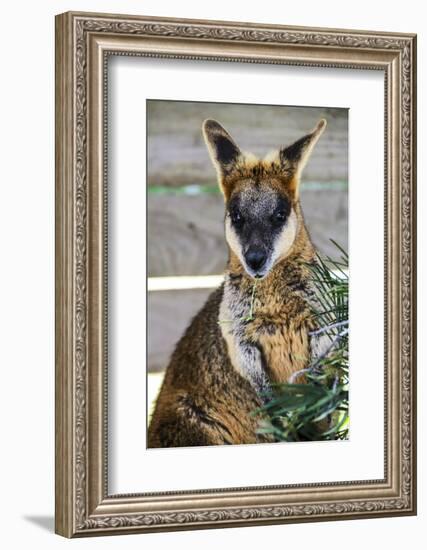 Kangaroo Eating and Looking at the Camera, Queensland, Australia Pacific-Noelia Ramon-Framed Photographic Print