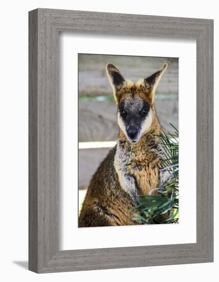 Kangaroo Eating and Looking at the Camera, Queensland, Australia Pacific-Noelia Ramon-Framed Photographic Print