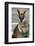 Kangaroo Eating and Looking at the Camera, Queensland, Australia Pacific-Noelia Ramon-Framed Photographic Print