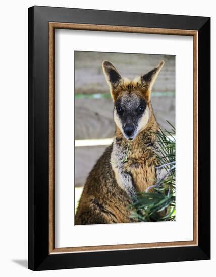 Kangaroo Eating and Looking at the Camera, Queensland, Australia Pacific-Noelia Ramon-Framed Photographic Print