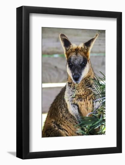 Kangaroo Eating and Looking at the Camera, Queensland, Australia Pacific-Noelia Ramon-Framed Photographic Print