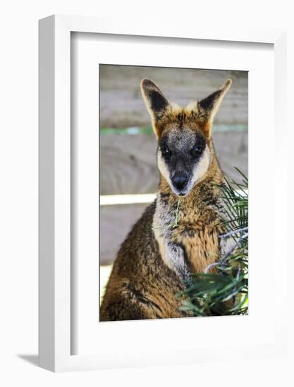 Kangaroo Eating and Looking at the Camera, Queensland, Australia Pacific-Noelia Ramon-Framed Photographic Print