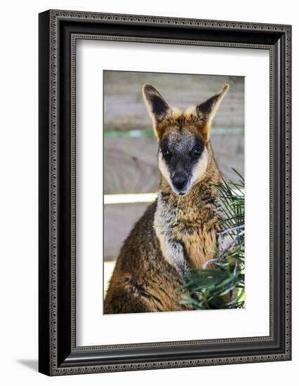 Kangaroo Eating and Looking at the Camera, Queensland, Australia Pacific-Noelia Ramon-Framed Photographic Print