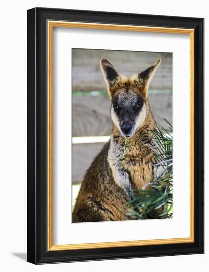 Kangaroo Eating and Looking at the Camera, Queensland, Australia Pacific-Noelia Ramon-Framed Photographic Print