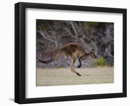 Kangaroo Island Grey Kangaroo (Macropus Fuliginosus), Kelly Hill Conservation, Australia-Thorsten Milse-Framed Photographic Print