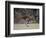 Kangaroo Island Grey Kangaroo (Macropus Fuliginosus), Kelly Hill Conservation, Australia-Thorsten Milse-Framed Photographic Print