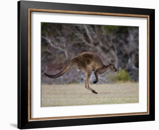 Kangaroo Island Grey Kangaroo (Macropus Fuliginosus), Kelly Hill Conservation, Australia-Thorsten Milse-Framed Photographic Print