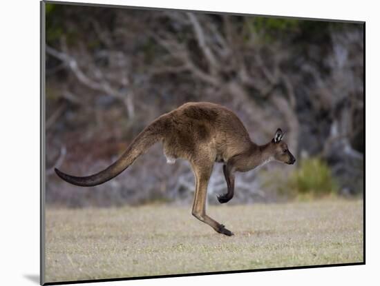 Kangaroo Island Grey Kangaroo (Macropus Fuliginosus), Kelly Hill Conservation, Australia-Thorsten Milse-Mounted Photographic Print