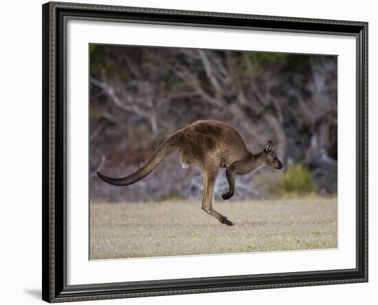 Kangaroo Island Grey Kangaroo (Macropus Fuliginosus), Kelly Hill Conservation, Australia-Thorsten Milse-Framed Photographic Print