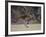 Kangaroo Island Grey Kangaroo (Macropus Fuliginosus), Kelly Hill Conservation, Australia-Thorsten Milse-Framed Photographic Print