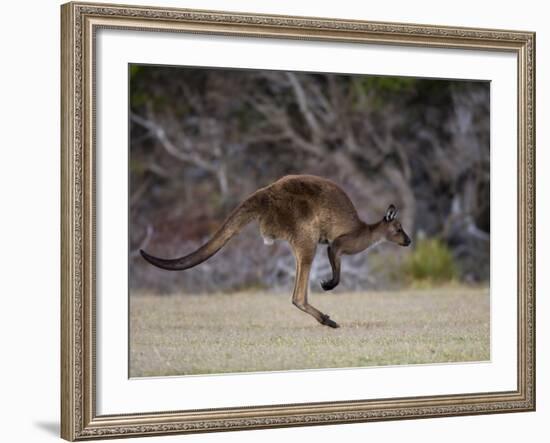 Kangaroo Island Grey Kangaroo (Macropus Fuliginosus), Kelly Hill Conservation, Australia-Thorsten Milse-Framed Photographic Print