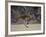 Kangaroo Island Grey Kangaroo (Macropus Fuliginosus), Kelly Hill Conservation, Australia-Thorsten Milse-Framed Photographic Print