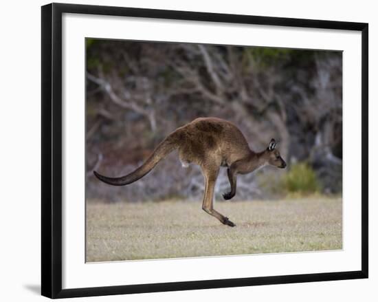 Kangaroo Island Grey Kangaroo (Macropus Fuliginosus), Kelly Hill Conservation, Australia-Thorsten Milse-Framed Photographic Print