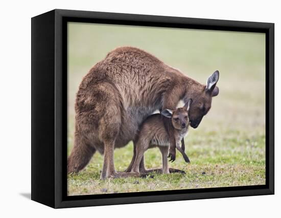 Kangaroo Island Grey Kangaroo (Macropus Fuliginosus) With Joey, Kelly Hill Conservation, Australia-Thorsten Milse-Framed Premier Image Canvas