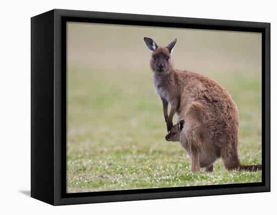 Kangaroo Island Grey Kangaroo (Macropus Fuliginosus) With Joey, Kelly Hill Conservation, Australia-Thorsten Milse-Framed Premier Image Canvas