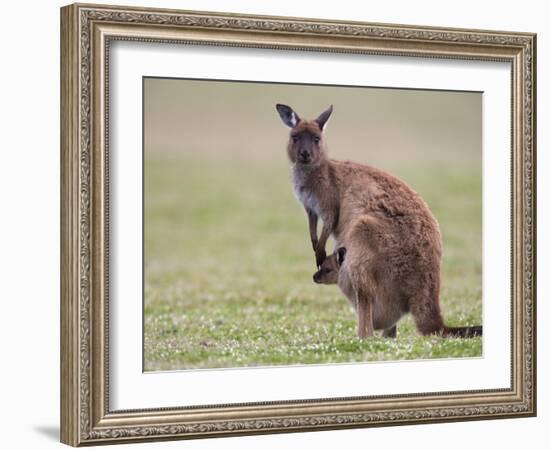 Kangaroo Island Grey Kangaroo (Macropus Fuliginosus) With Joey, Kelly Hill Conservation, Australia-Thorsten Milse-Framed Photographic Print