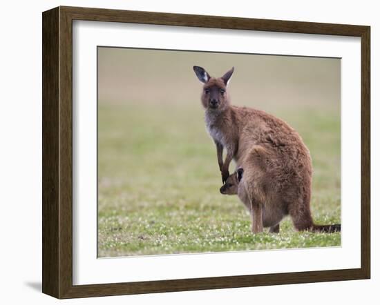 Kangaroo Island Grey Kangaroo (Macropus Fuliginosus) With Joey, Kelly Hill Conservation, Australia-Thorsten Milse-Framed Photographic Print