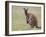 Kangaroo Island Grey Kangaroo (Macropus Fuliginosus) With Joey, Kelly Hill Conservation, Australia-Thorsten Milse-Framed Photographic Print