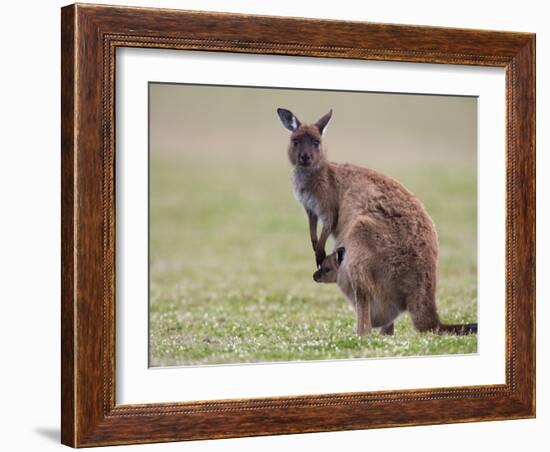 Kangaroo Island Grey Kangaroo (Macropus Fuliginosus) With Joey, Kelly Hill Conservation, Australia-Thorsten Milse-Framed Photographic Print