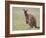 Kangaroo Island Grey Kangaroo (Macropus Fuliginosus) With Joey, Kelly Hill Conservation, Australia-Thorsten Milse-Framed Photographic Print