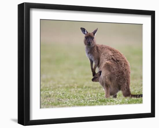 Kangaroo Island Grey Kangaroo (Macropus Fuliginosus) With Joey, Kelly Hill Conservation, Australia-Thorsten Milse-Framed Photographic Print