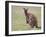 Kangaroo Island Grey Kangaroo (Macropus Fuliginosus) With Joey, Kelly Hill Conservation, Australia-Thorsten Milse-Framed Photographic Print