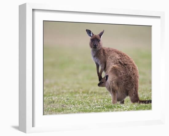 Kangaroo Island Grey Kangaroo (Macropus Fuliginosus) With Joey, Kelly Hill Conservation, Australia-Thorsten Milse-Framed Photographic Print