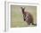 Kangaroo Island Grey Kangaroo (Macropus Fuliginosus) With Joey, Kelly Hill Conservation, Australia-Thorsten Milse-Framed Photographic Print