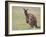 Kangaroo Island Grey Kangaroo (Macropus Fuliginosus) With Joey, Kelly Hill Conservation, Australia-Thorsten Milse-Framed Photographic Print