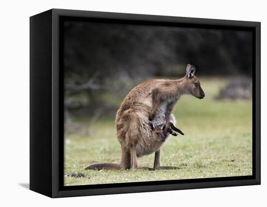 Kangaroo Island Grey Kangaroo with Joey in Pouch, Kelly Hill Conservation, Australia-Thorsten Milse-Framed Premier Image Canvas