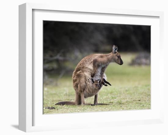 Kangaroo Island Grey Kangaroo with Joey in Pouch, Kelly Hill Conservation, Australia-Thorsten Milse-Framed Photographic Print