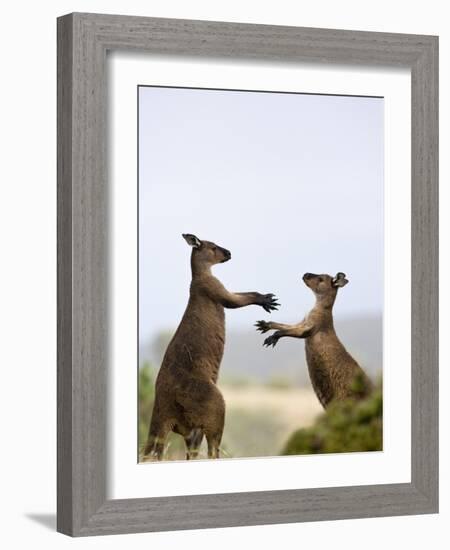 Kangaroo Island Grey Kangaroos (Macropus Fuliginosus), Lathami Conservation Park, Australia-Thorsten Milse-Framed Photographic Print