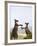 Kangaroo Island Grey Kangaroos (Macropus Fuliginosus), Lathami Conservation Park, Australia-Thorsten Milse-Framed Photographic Print