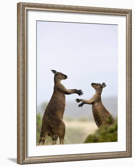 Kangaroo Island Grey Kangaroos (Macropus Fuliginosus), Lathami Conservation Park, Australia-Thorsten Milse-Framed Photographic Print