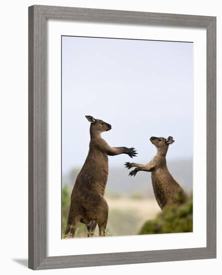 Kangaroo Island Grey Kangaroos (Macropus Fuliginosus), Lathami Conservation Park, Australia-Thorsten Milse-Framed Photographic Print