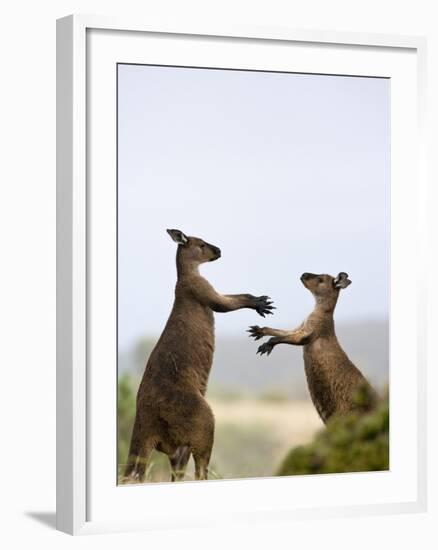 Kangaroo Island Grey Kangaroos (Macropus Fuliginosus), Lathami Conservation Park, Australia-Thorsten Milse-Framed Photographic Print