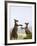 Kangaroo Island Grey Kangaroos (Macropus Fuliginosus), Lathami Conservation Park, Australia-Thorsten Milse-Framed Photographic Print