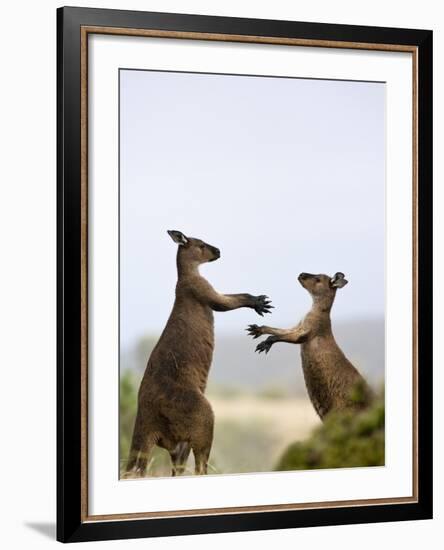 Kangaroo Island Grey Kangaroos (Macropus Fuliginosus), Lathami Conservation Park, Australia-Thorsten Milse-Framed Photographic Print