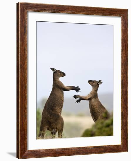 Kangaroo Island Grey Kangaroos (Macropus Fuliginosus), Lathami Conservation Park, Australia-Thorsten Milse-Framed Photographic Print