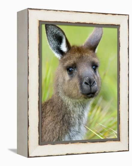 Kangaroo Island Kangaroo, (Macropus Fuliginosus), Flinders Chase N.P., South Australia, Australia-Thorsten Milse-Framed Premier Image Canvas