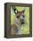 Kangaroo Island Kangaroo, (Macropus Fuliginosus), Flinders Chase N.P., South Australia, Australia-Thorsten Milse-Framed Premier Image Canvas