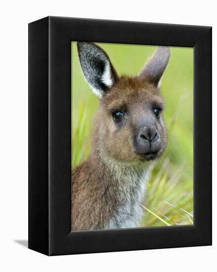 Kangaroo Island Kangaroo, (Macropus Fuliginosus), Flinders Chase N.P., South Australia, Australia-Thorsten Milse-Framed Premier Image Canvas