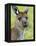 Kangaroo Island Kangaroo, (Macropus Fuliginosus), Flinders Chase N.P., South Australia, Australia-Thorsten Milse-Framed Premier Image Canvas