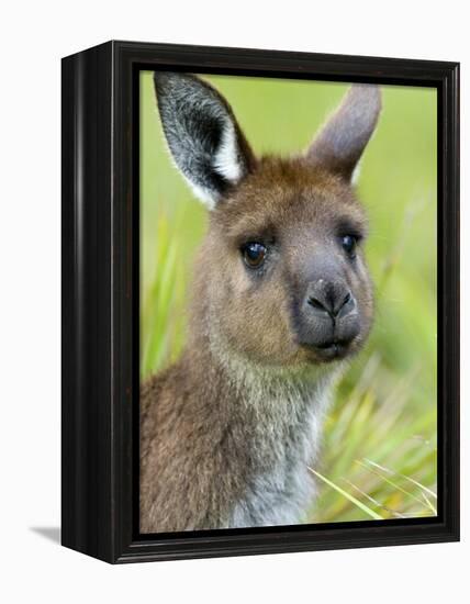 Kangaroo Island Kangaroo, (Macropus Fuliginosus), Flinders Chase N.P., South Australia, Australia-Thorsten Milse-Framed Premier Image Canvas