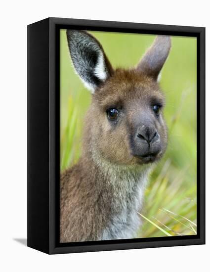 Kangaroo Island Kangaroo, (Macropus Fuliginosus), Flinders Chase N.P., South Australia, Australia-Thorsten Milse-Framed Premier Image Canvas