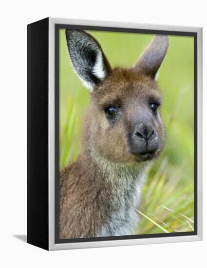 Kangaroo Island Kangaroo, (Macropus Fuliginosus), Flinders Chase N.P., South Australia, Australia-Thorsten Milse-Framed Premier Image Canvas