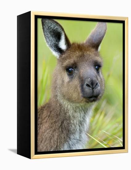 Kangaroo Island Kangaroo, (Macropus Fuliginosus), Flinders Chase N.P., South Australia, Australia-Thorsten Milse-Framed Premier Image Canvas