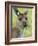 Kangaroo Island Kangaroo, (Macropus Fuliginosus), Flinders Chase N.P., South Australia, Australia-Thorsten Milse-Framed Photographic Print