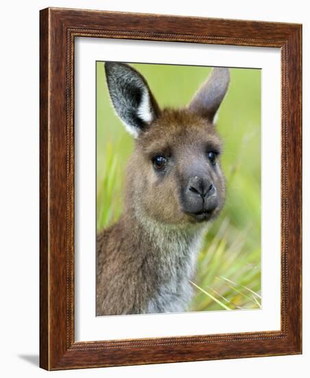 Kangaroo Island Kangaroo, (Macropus Fuliginosus), Flinders Chase N.P., South Australia, Australia-Thorsten Milse-Framed Photographic Print