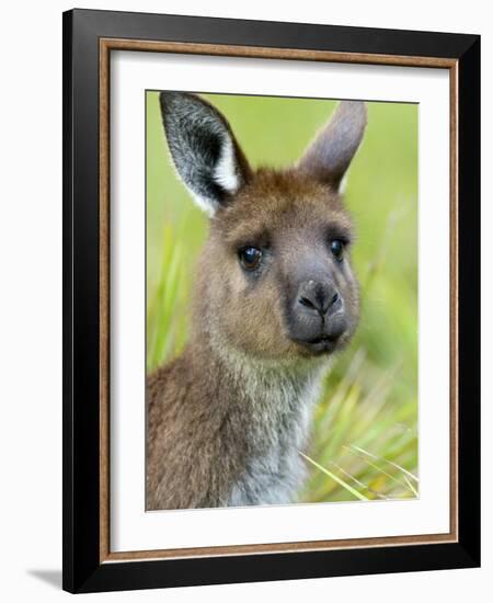 Kangaroo Island Kangaroo, (Macropus Fuliginosus), Flinders Chase N.P., South Australia, Australia-Thorsten Milse-Framed Photographic Print